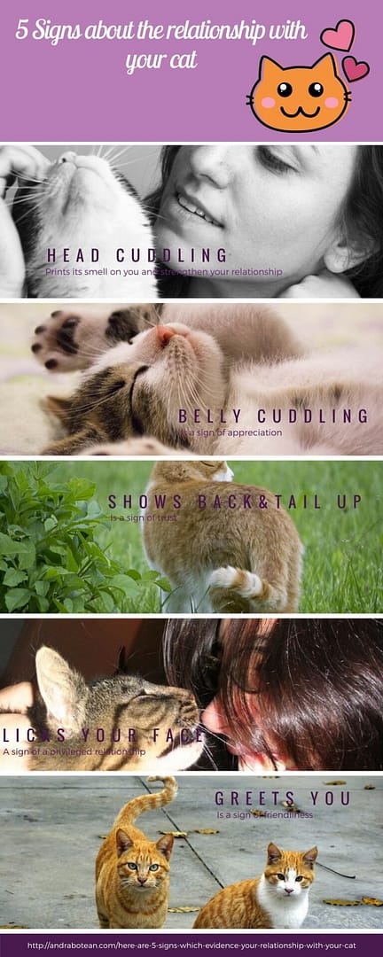signs relationship cat